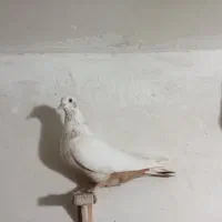 دمبی زرد ماده