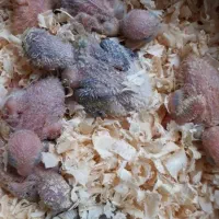 تخم نطفه دار کاسکو کاکادو ماکائو|پرنده|کرج, گلشهر|دیوار