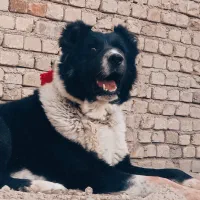 سگ  قهدریجانی