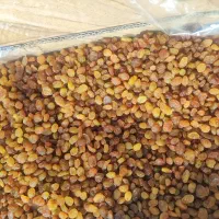 کشمش طلایی و پلویی و آفتابی