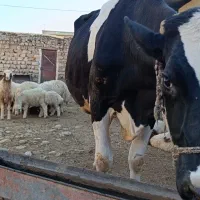 گاو|حیوانات مزرعه|کارزان, |دیوار