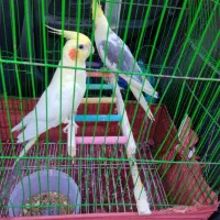 عروس هلندی|پرنده|آشخانه, |دیوار