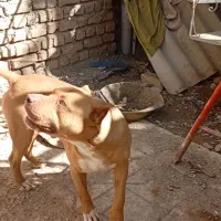 پیت بول|سگ|نیشابور, شهرک قدس|دیوار