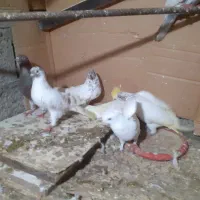 کبوتر|پرنده|رشت, پسیخان|دیوار