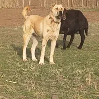 سگ ماده|سگ|سراب, |دیوار