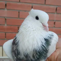 کفتر