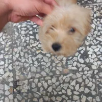 فروش سگ پاکوتا|سگ|لنگرود, |دیوار