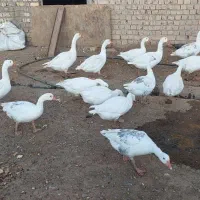 غاز بالغ جوان فروشی با قیمت خیلی مناسب فروش فوری