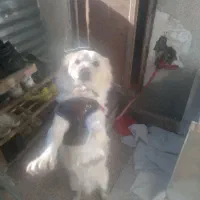 سگ پاکوتاه شیتزو یا پامر