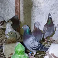 کبوتر مسافتی|پرنده|کلاله, |دیوار