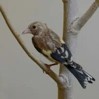 حامی حیوانات .سهره . قناری. گلبسر