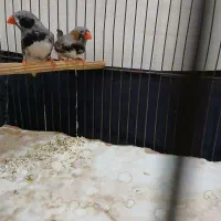 فنچ زیرا لپ سیاه معاوضه با عروس