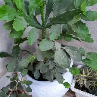 گل طبیعی بزرگ زیبا در گلدان سفالی بزرگ|گل و گیاه طبیعی|نقده, |دیوار