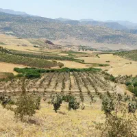 فروش باغ