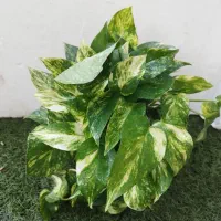 دیفن|گل و گیاه طبیعی|بوشهر, |دیوار