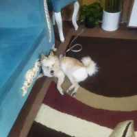 سگ خیلی باهوش اروم|سگ|دوگنبدان, |دیوار