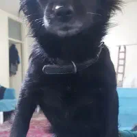 اشپیتزماده۲ساله|سگ|شهریار, کهنز|دیوار