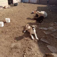 توله سگ|سگ|جوین, |دیوار