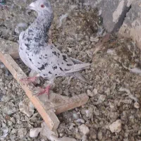 ماده سرور پلاکی