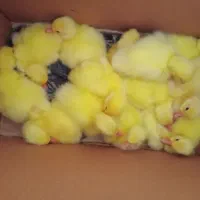 فروش جوجه قوغاز