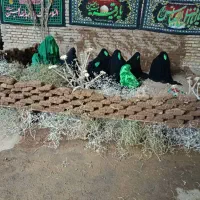 پذیرایی سفره حضرت رقیه(س)