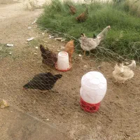 مرغ گلین|حیوانات مزرعه|شیراز, کفترک|دیوار