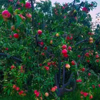 باغ ویلای تجاری 12900 متری جاده گردشگری اهر مشگین|فروش دفتر صنعتی، کشاورزی، تجاری|تهران, پاسداران|دیوار