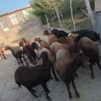 گوسفند پانزده تا خیلی خوب