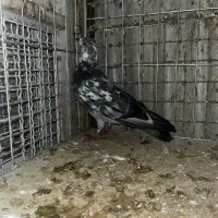 کبوتر|پرنده|تهران, مسگرآباد|دیوار