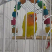 طوطی برزیلی  نر صورت هلویی