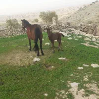 مادیون کره واسب