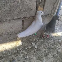 کبوتر رنگی|پرنده|اهواز, بهارستان|دیوار