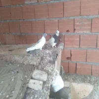 کبوتر کلفه و گو باش