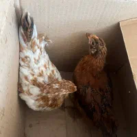 دوعدد نیمچه مرغ تخم گذار