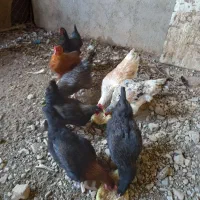 فروش مرغ|حیوانات مزرعه|شاهدشهر, |دیوار