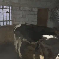 دو راس گاو محلی