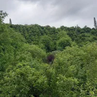 ویلا جنگلی کوتاه مدت|اجارهٔ کوتاه‌مدت ویلا و باغ|کلاچای, |دیوار