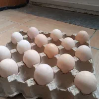 تخم مرغ محلی دوزرده و بلدرچین|خوردنی و آشامیدنی|مشهد, توس (بلوار توس)|دیوار