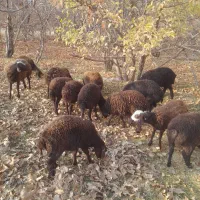 گوسفند ماده