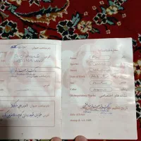 پامر اشپیتز|سگ|اقلید, |دیوار