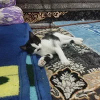 گربه