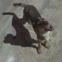 سگ نگهبان و گله