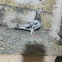 کوهی ماده عتیقه