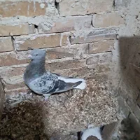 نر سبز دمسفید بنکی