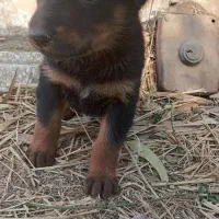 توله سگ ژرمن مناسب نگهبانی|سگ|زارچ, |دیوار