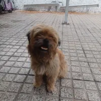 سگ خانگی پاپی