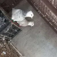 یک عدد طوقی|پرنده|برازجان, |دیوار