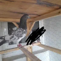 ماده پاکستانی بشرط|پرنده|قم, پردیسان|دیوار