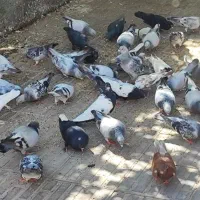 کفتر
