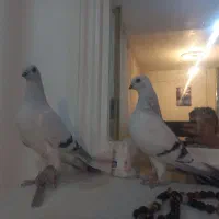 سه عدد شامی نره یکه بهترین نژاد|پرنده|چگنی, |دیوار